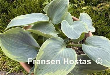 Hosta Shadow Seeker